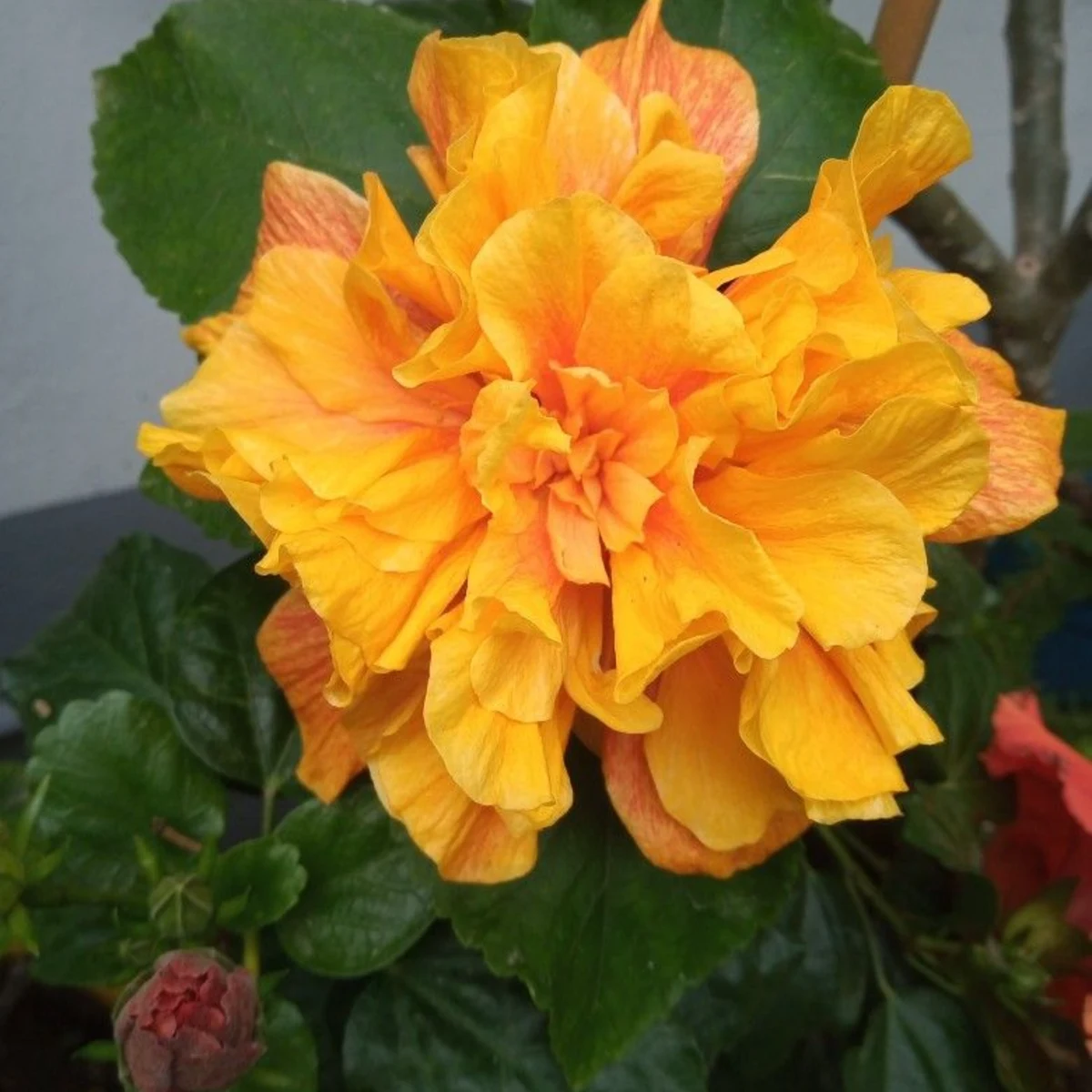 Hibiscus rose de Chine double orange