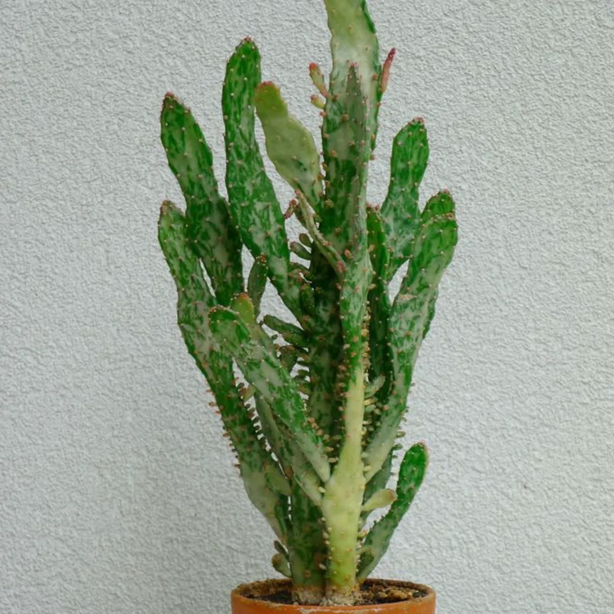 Opuntia tuna monstrosa (Cactus Monstrueux)