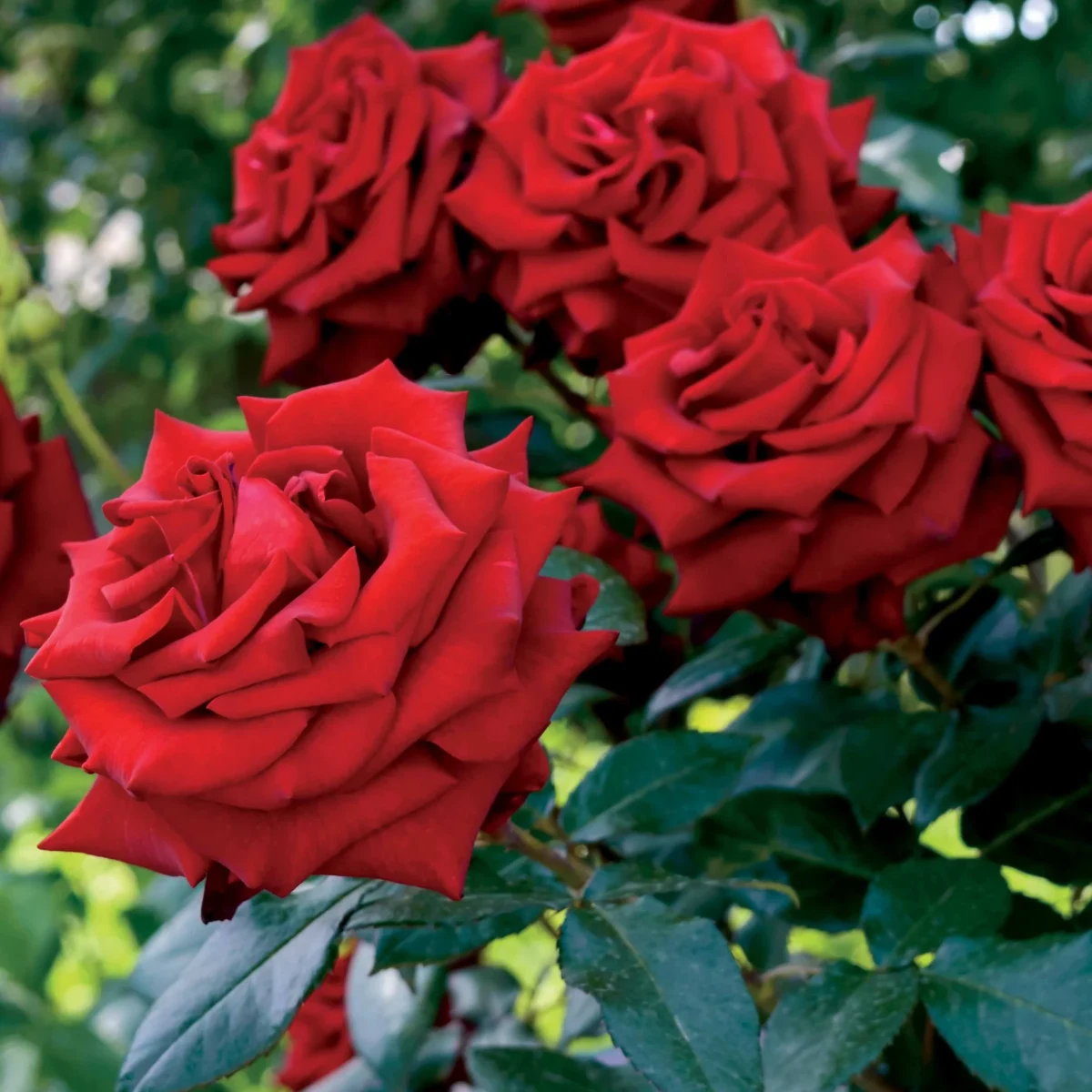 Rosier buisson ‘Poema’