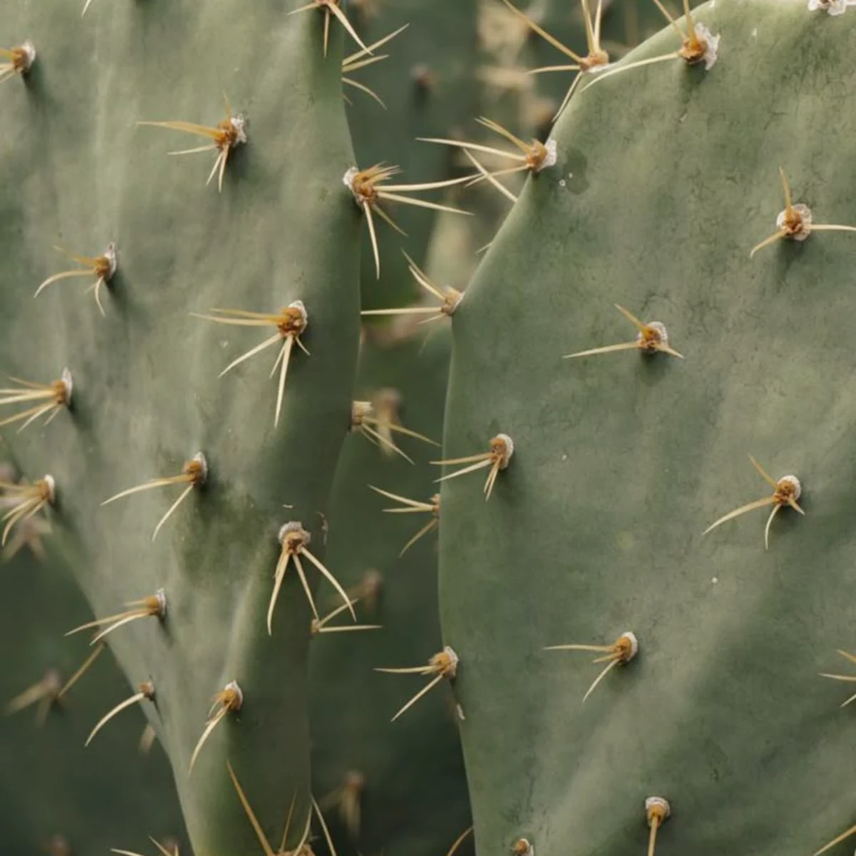 Cactus Raquette (Opuntia ficus-indica)