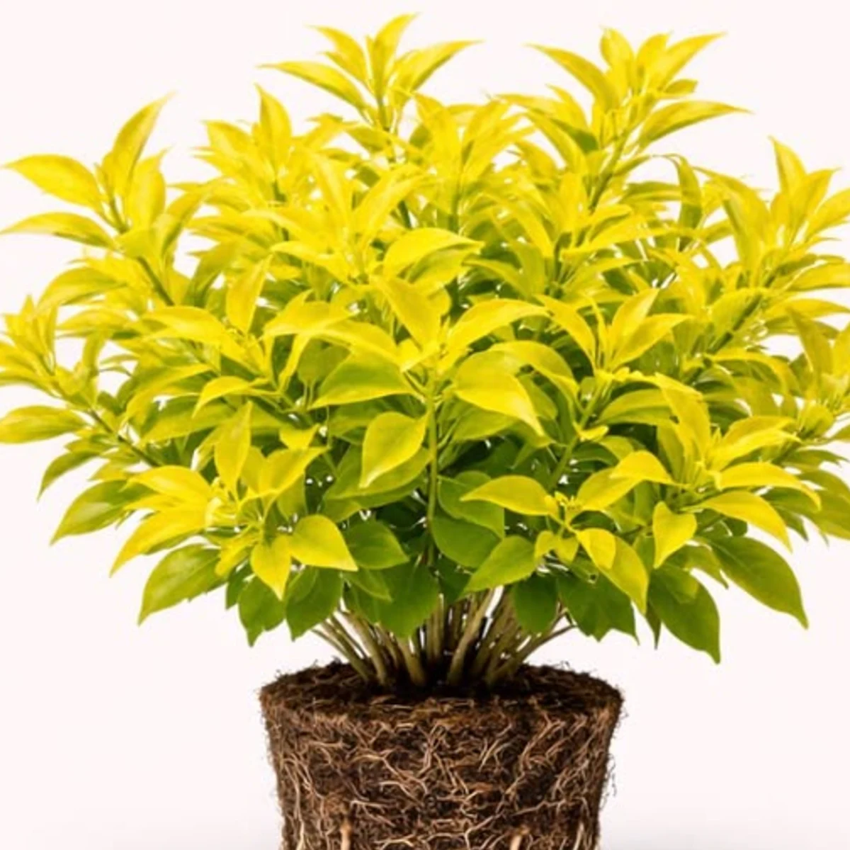 Duranta jaune