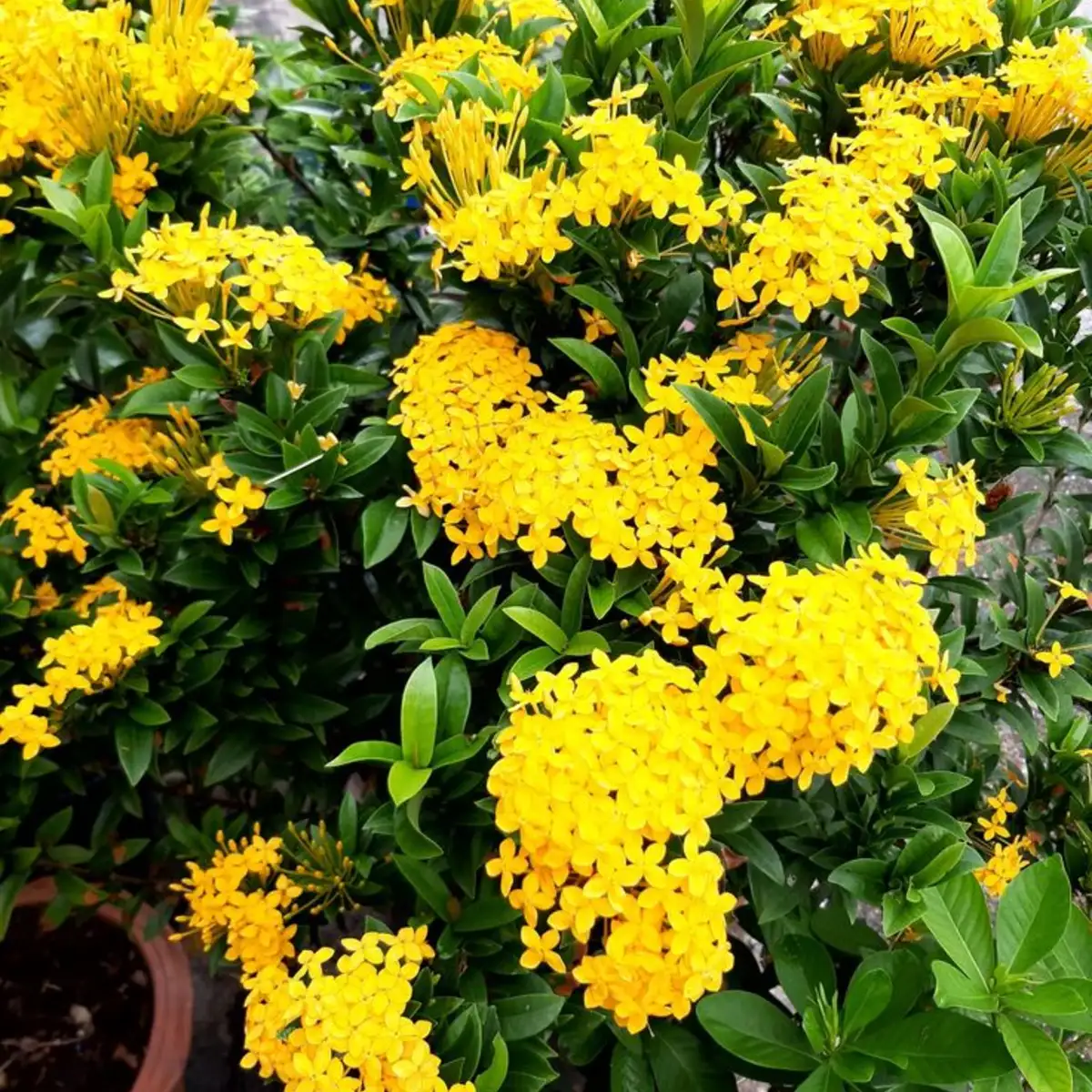 Ixora Nain Jaune