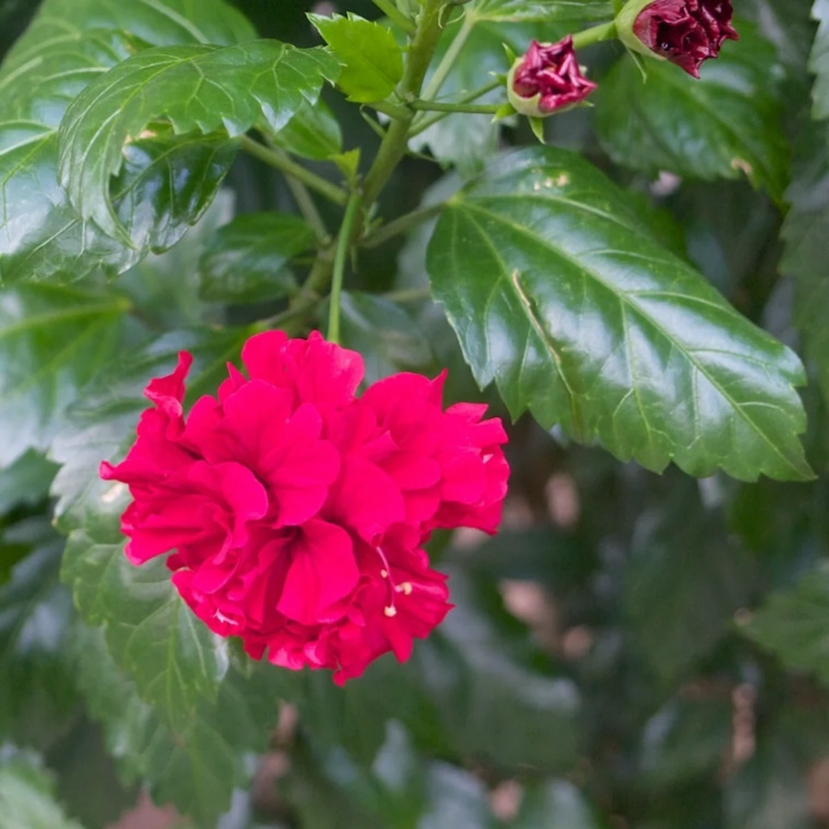 Hibiscus rose de Chine double rouge