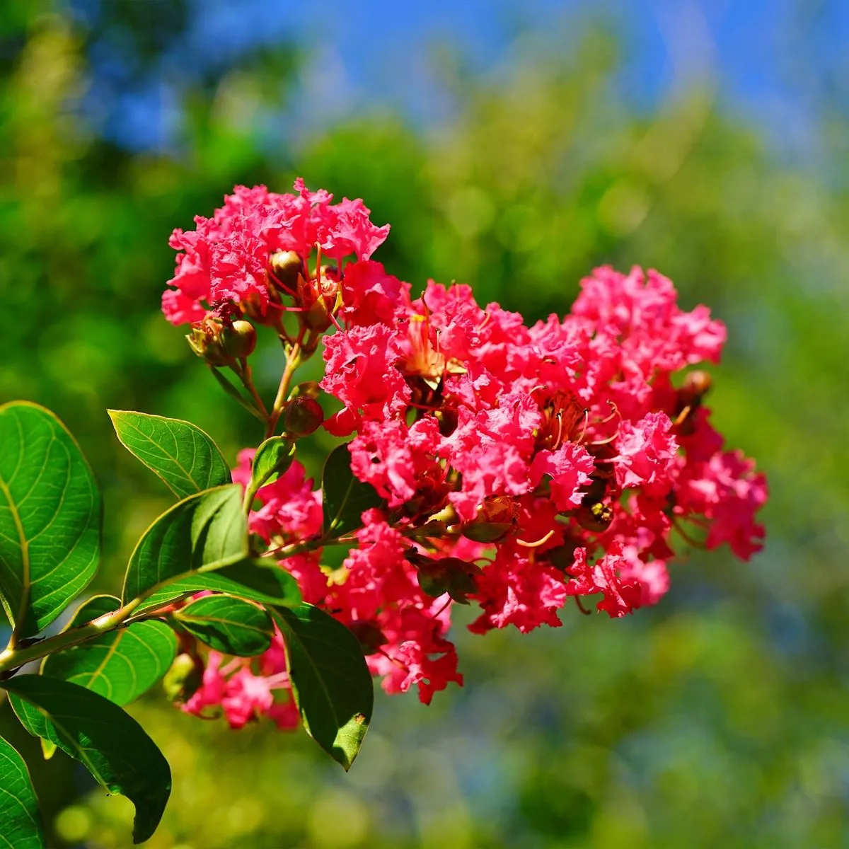 Lilas d’Inde rouge