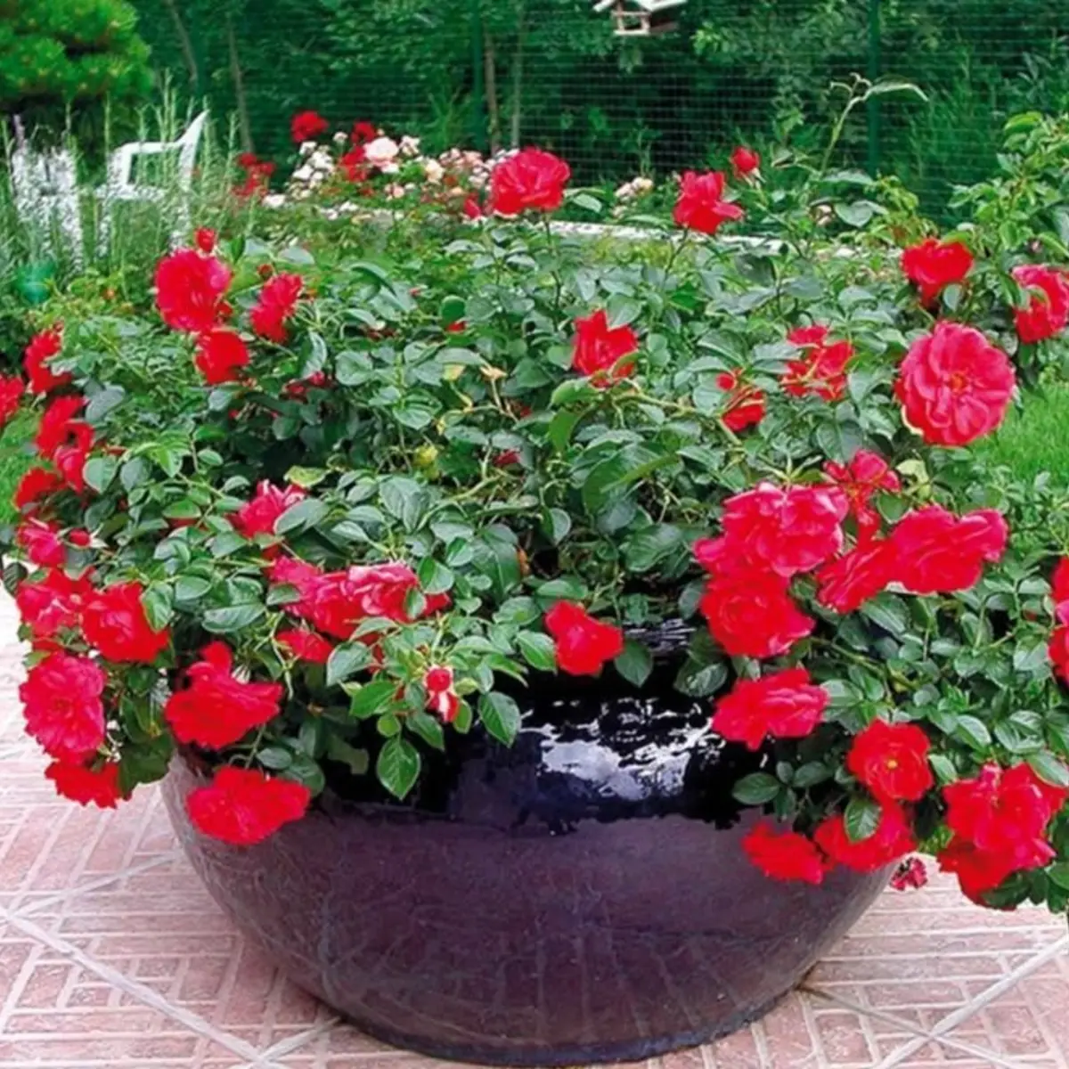 Rosier Décorosier® KADORA® (Rosa 'Kadora')