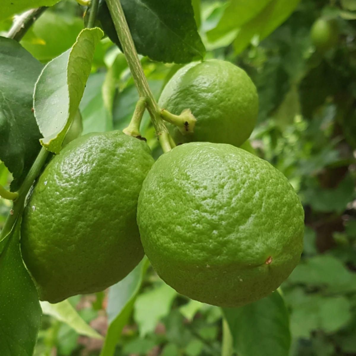 Citrus aurantium bigardier