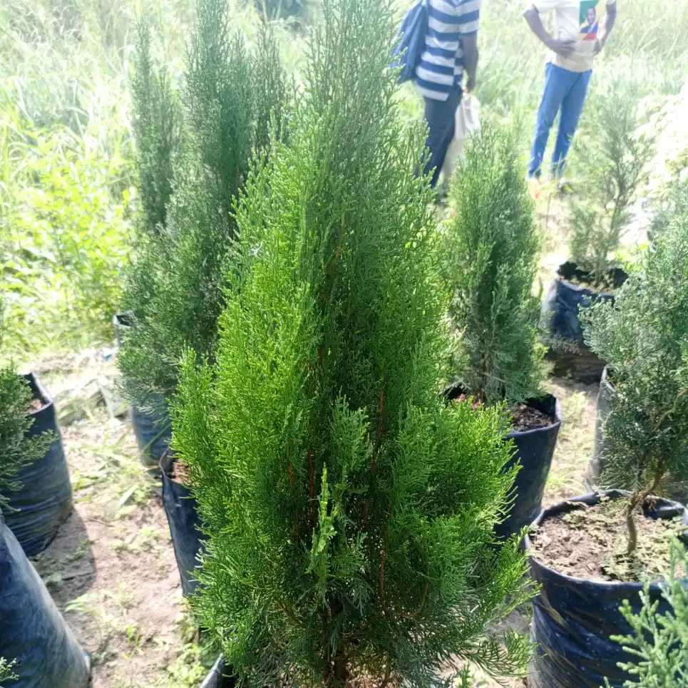 Thuya Pyramidalis