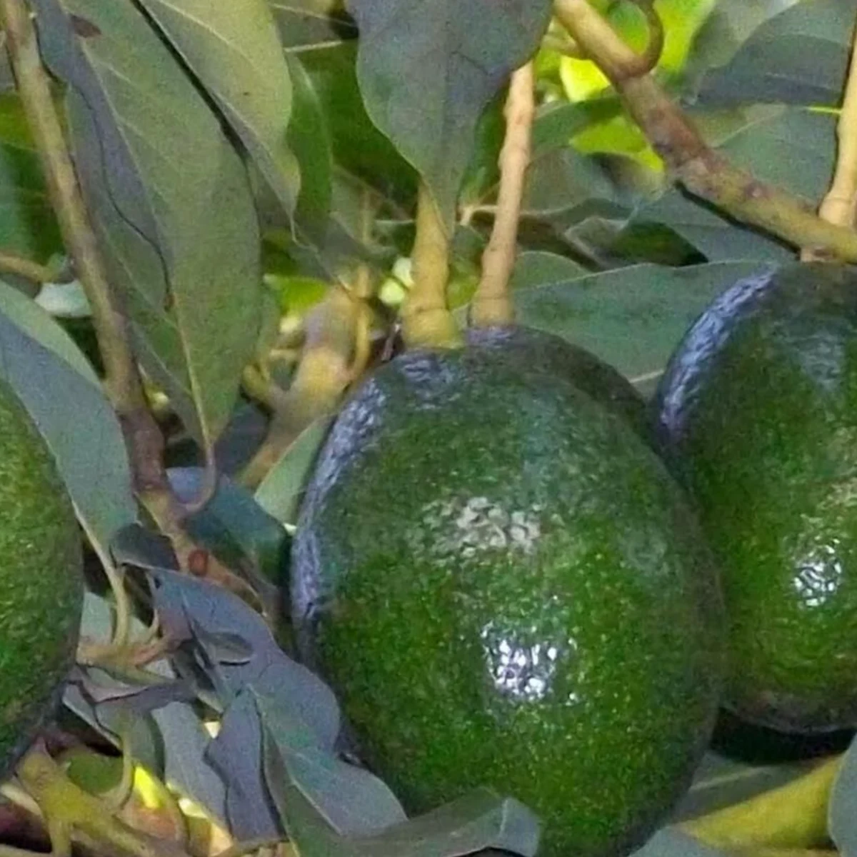 Avocat Lula