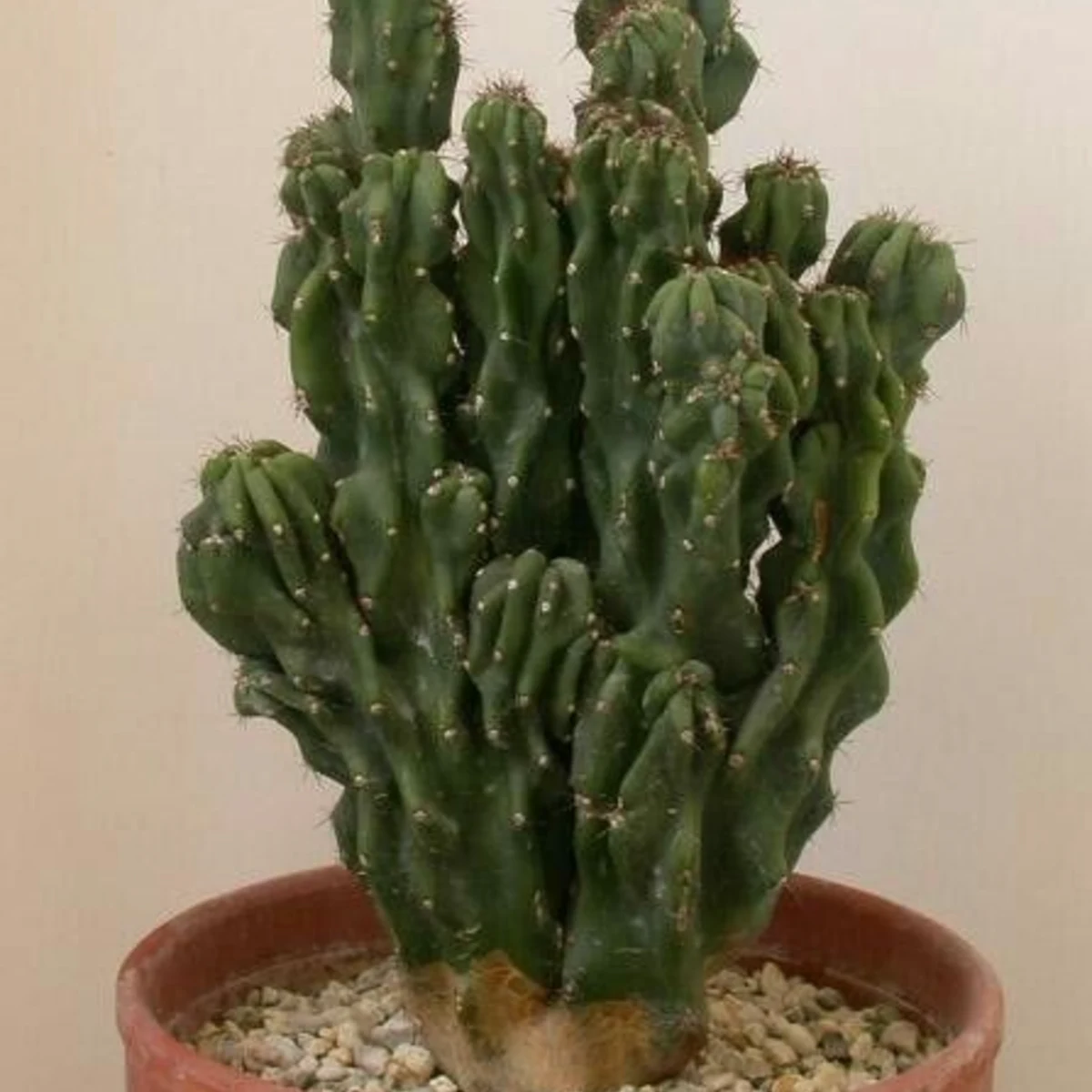 Cereus hildmannianus f. monstruosa