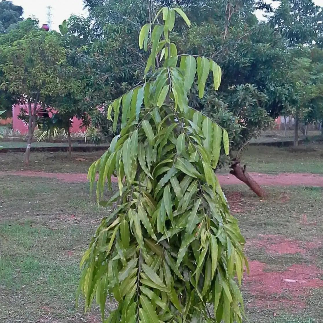 Arbre pleureur (Polyalthia longifolia)