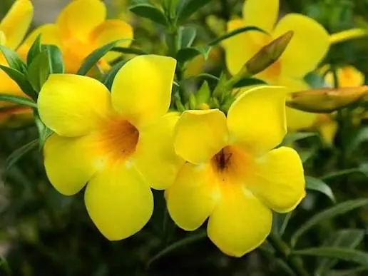 Allamanda Nain Jaune