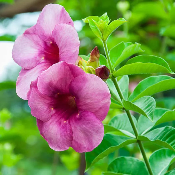 Allamanda Violet