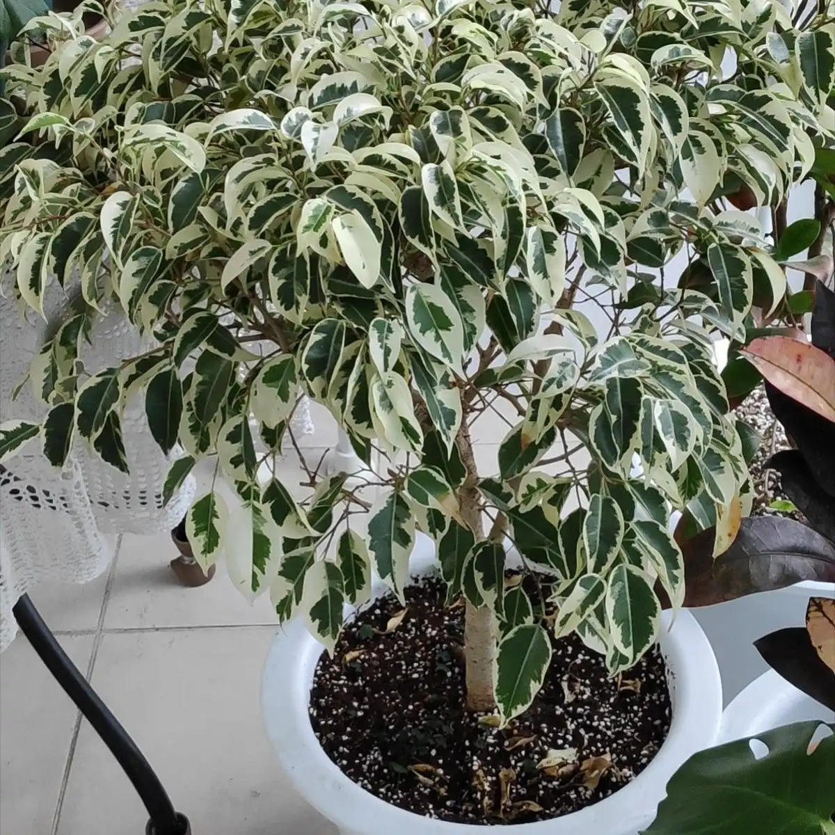 Ficus Benjamina 1,2m