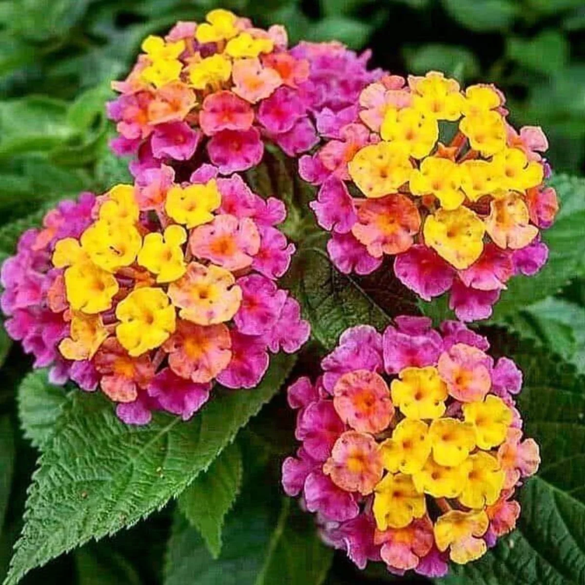 Lantana camara