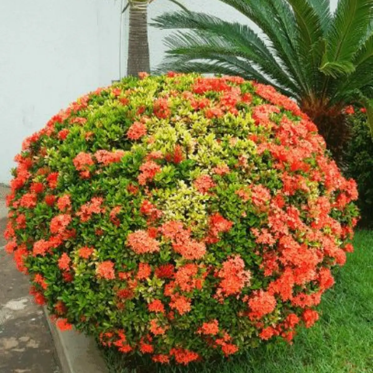 Ixora nain rouge