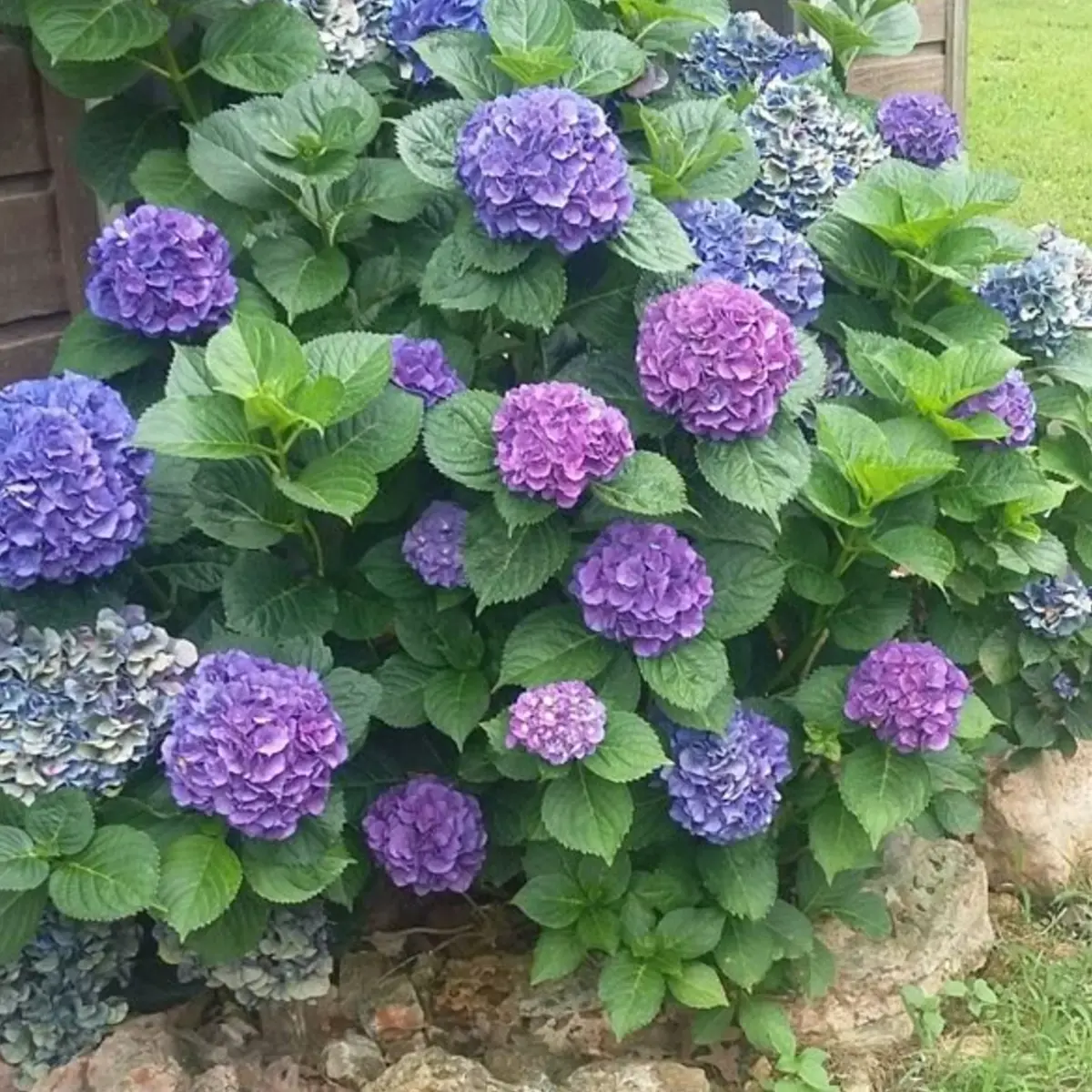 Hortensia Bleu, Rose et Violet