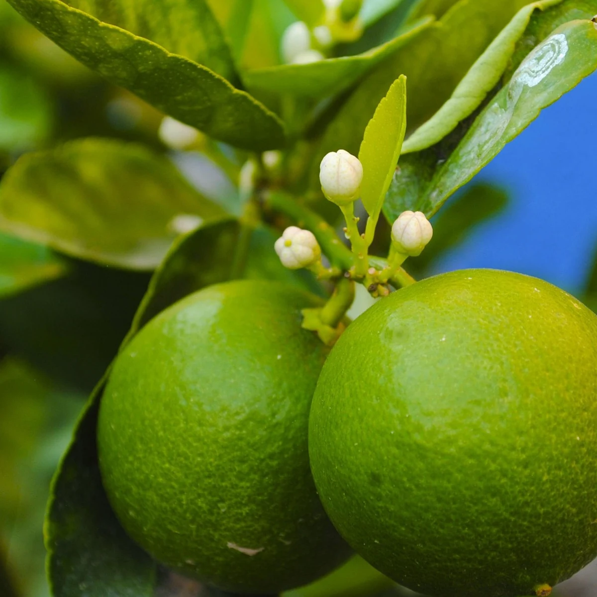 citrus sinensis