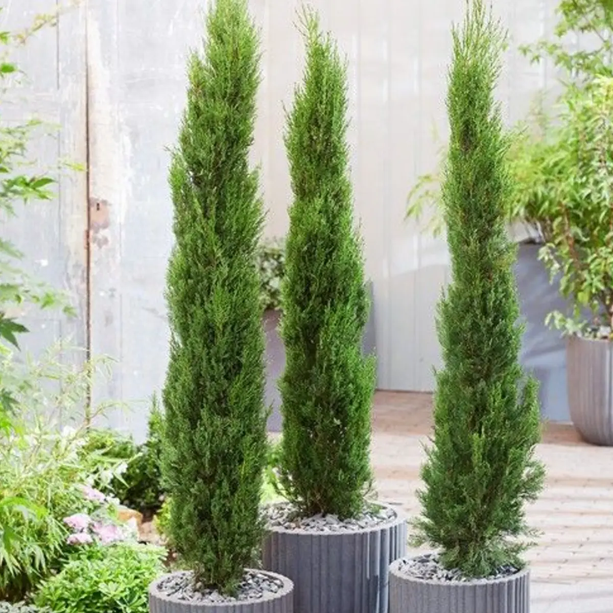 Cyprès (Cupressus)