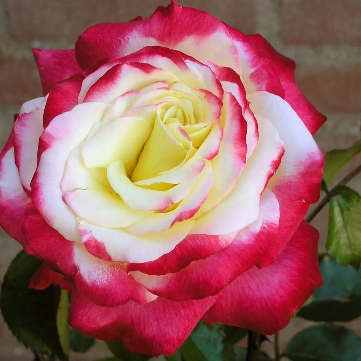 Rose 'Double Delight'