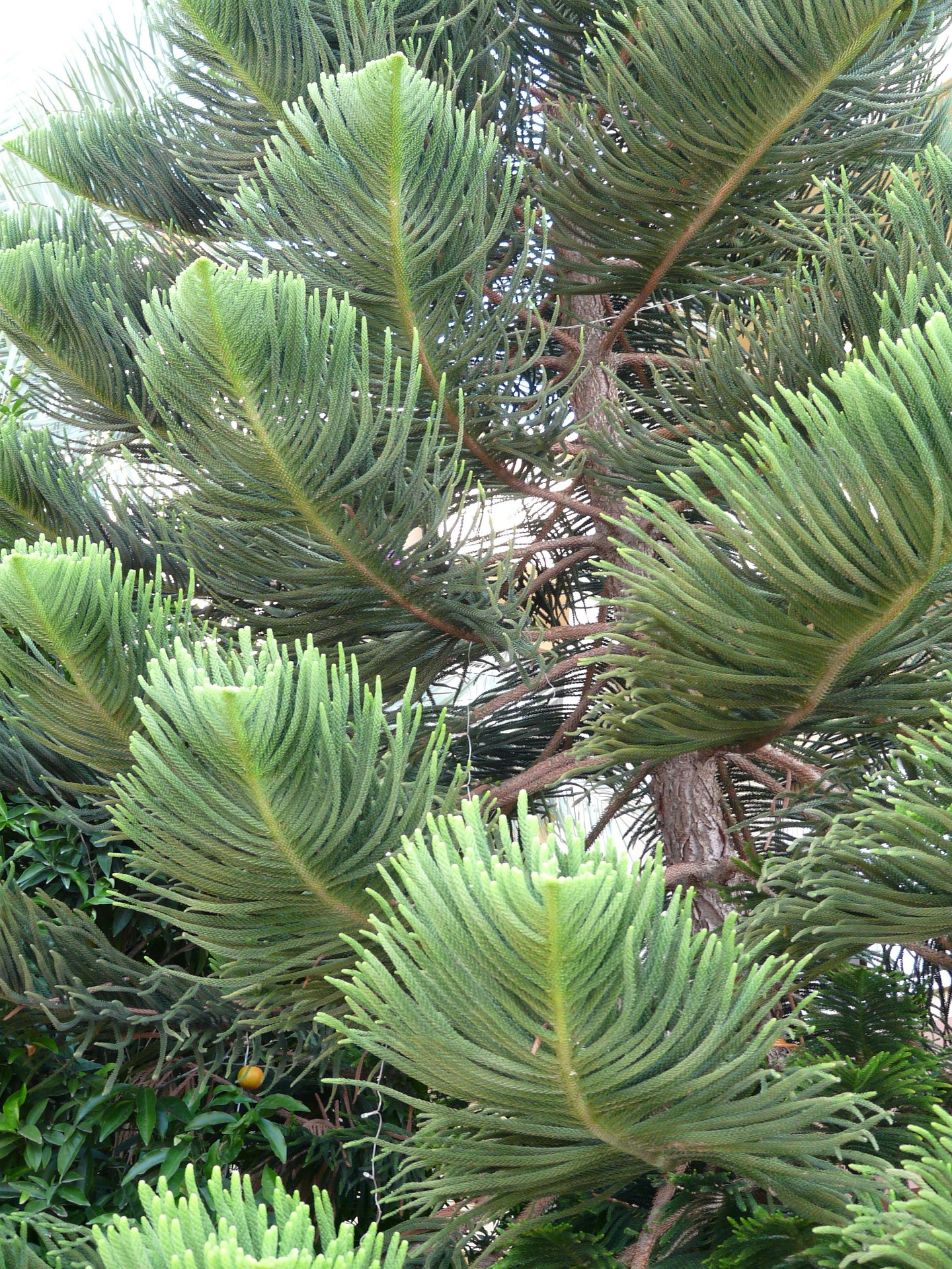 L'Araucaria