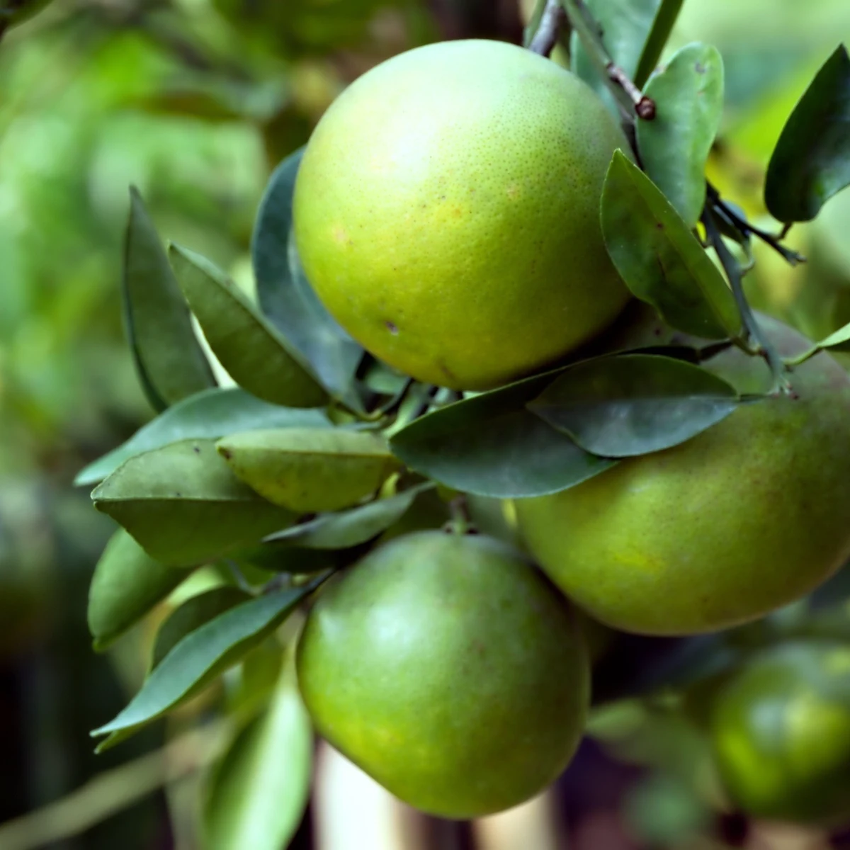 Citrus aurantium