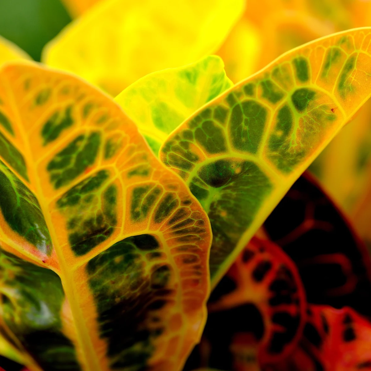 Croton Petra Nain