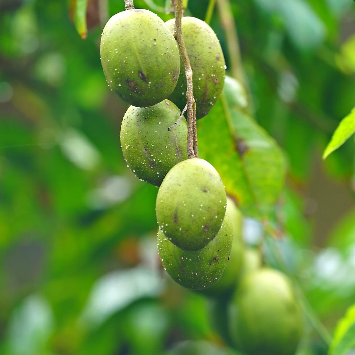 Prune de Cythère