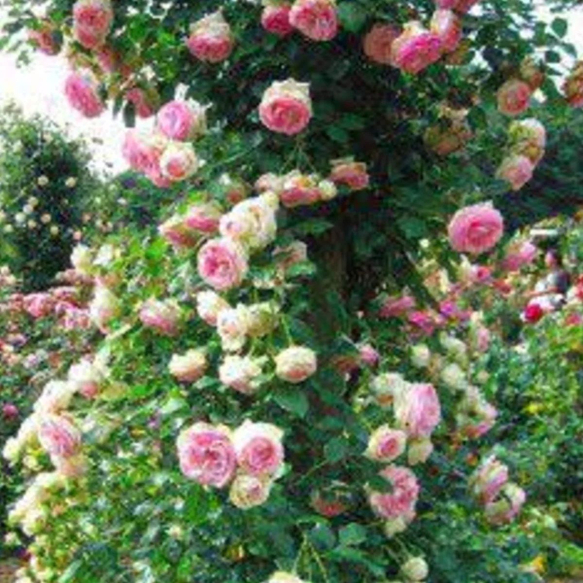 Rosier grimpant Pink Cloud