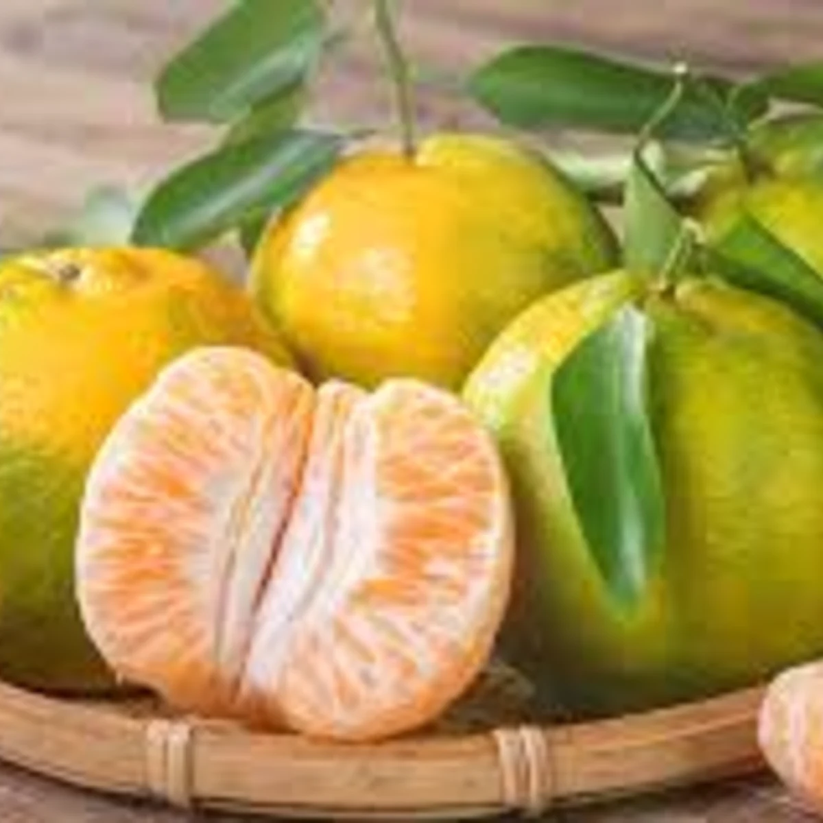 Citrus reticulata