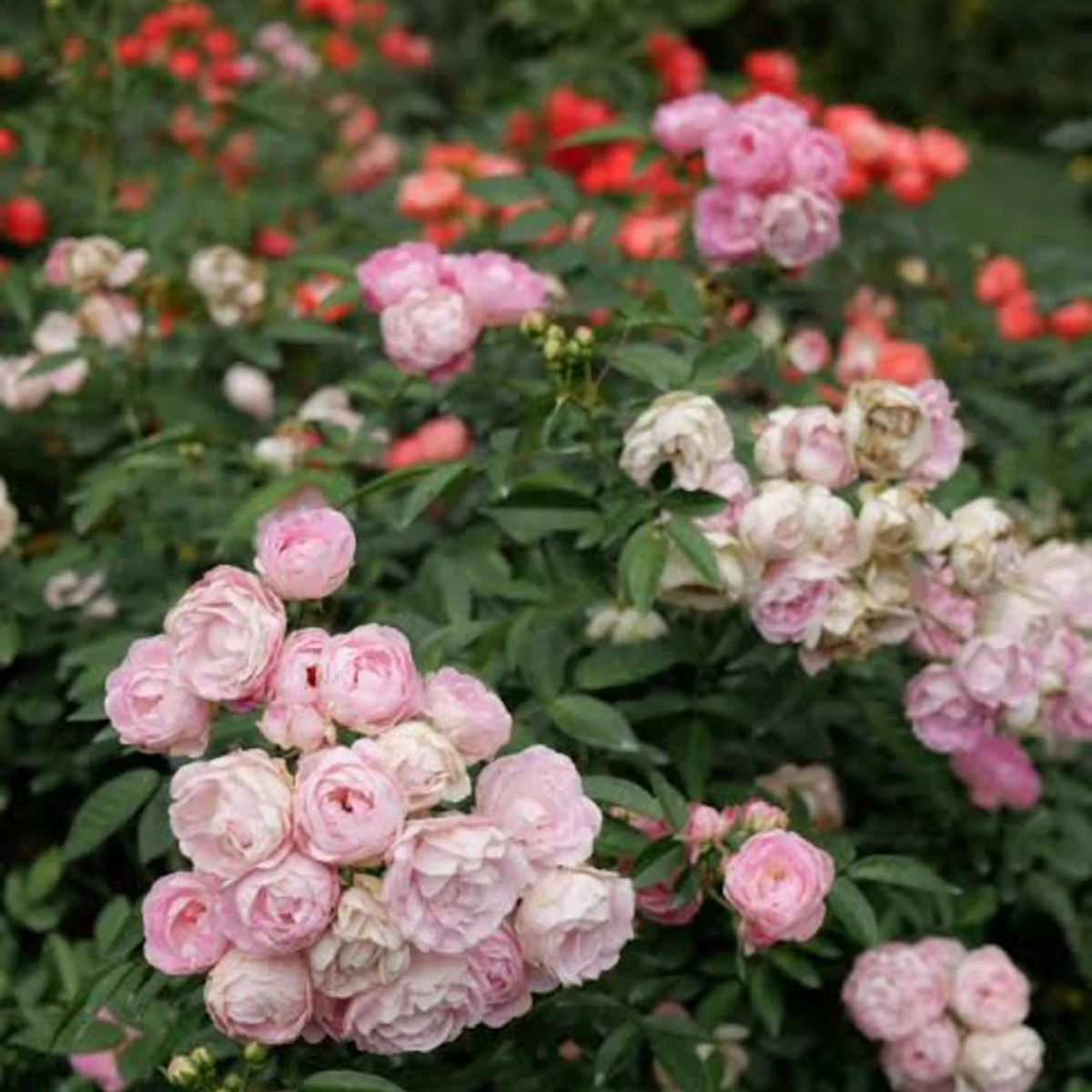 Rosier à massif 'Pink Koster'