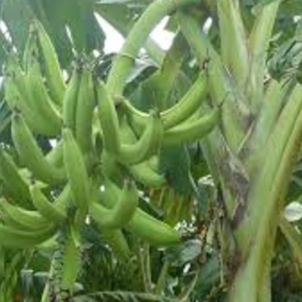 Rejet de Bananier Plantain