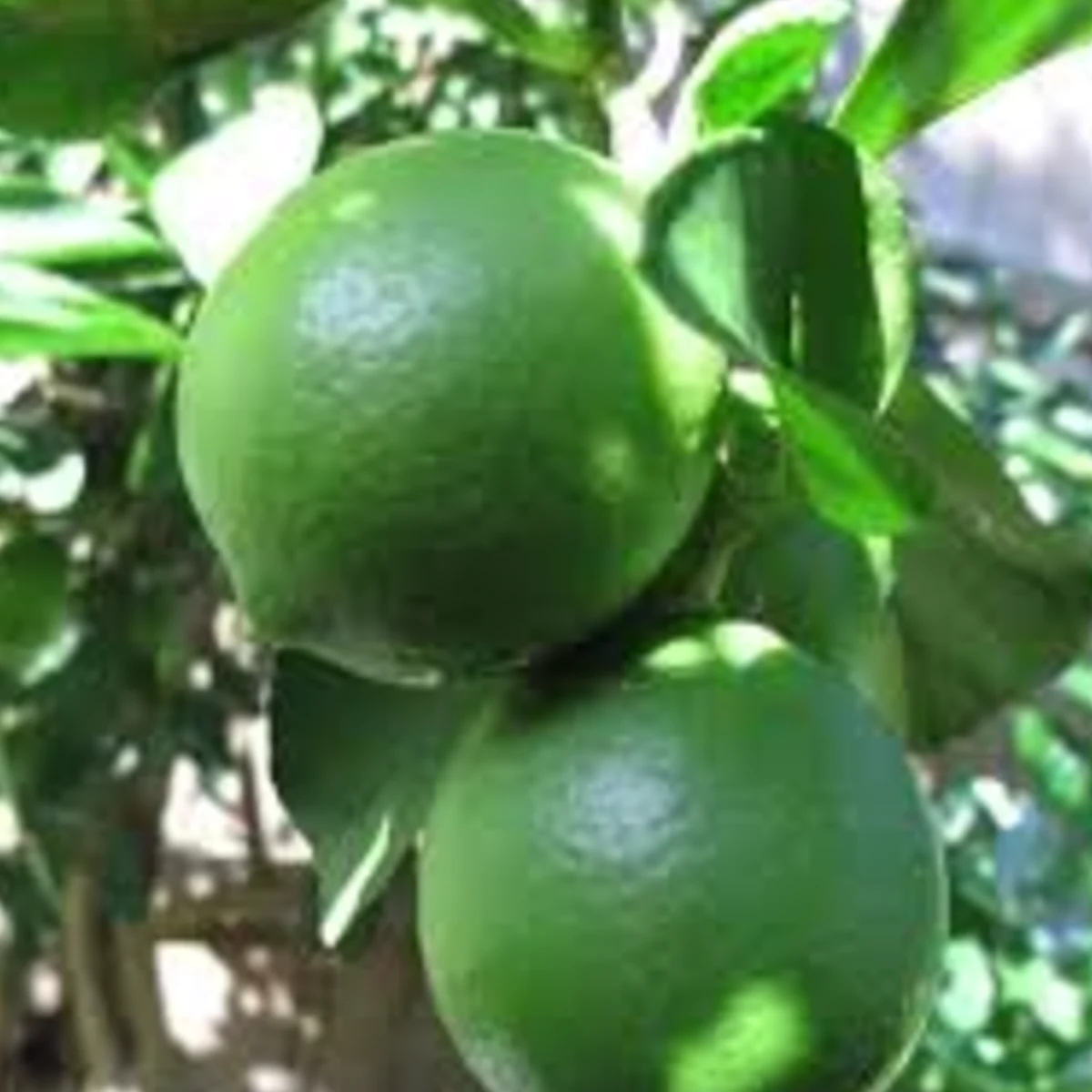 citron vert citron Tahiti