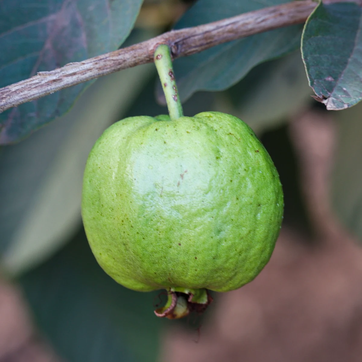 Goyave ''jaune'' ou citronnée