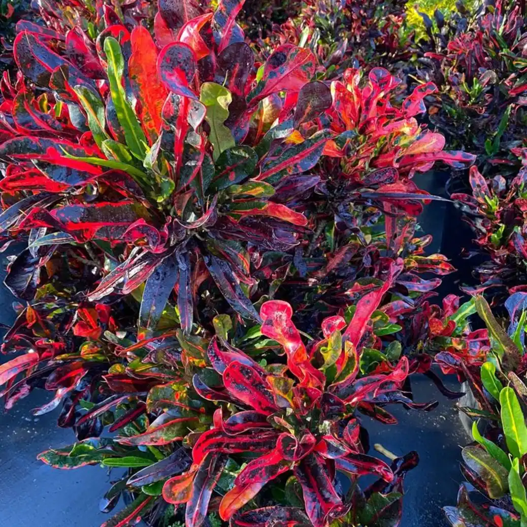 Croton Mammy