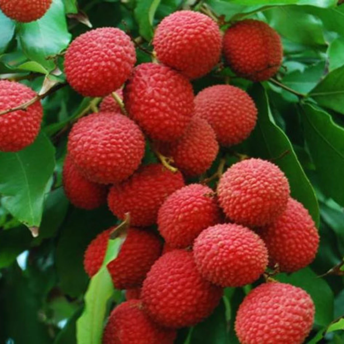 Le litchi de Chine ou de Madagascar