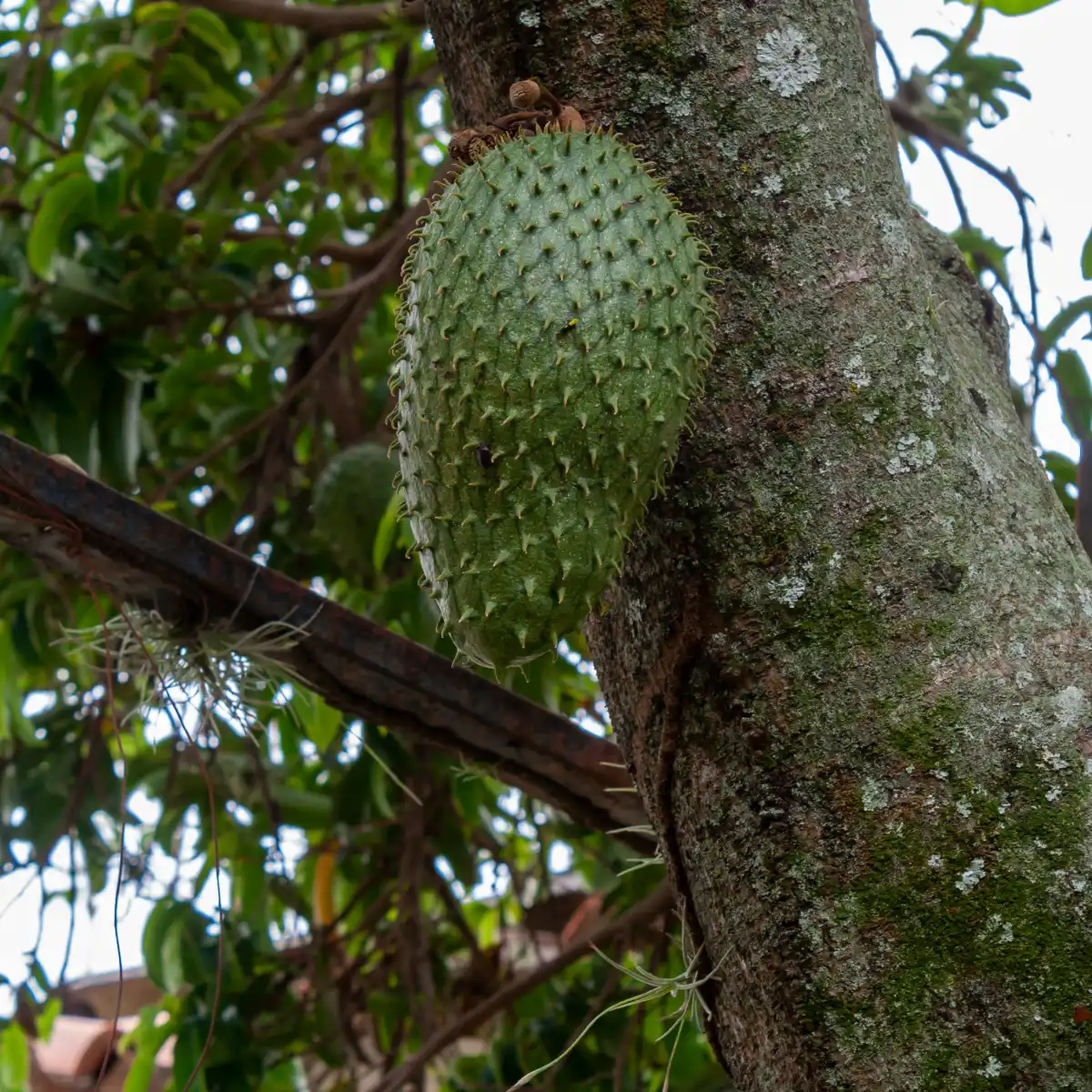 Le corossolier