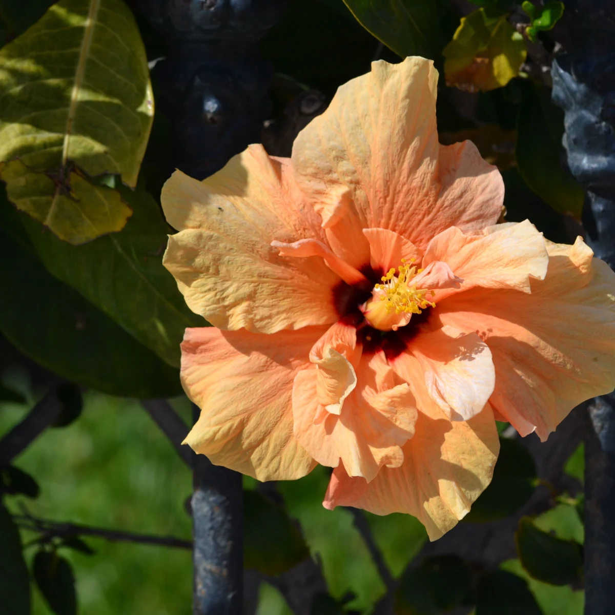 Hibiscus rose de Chine orange clair