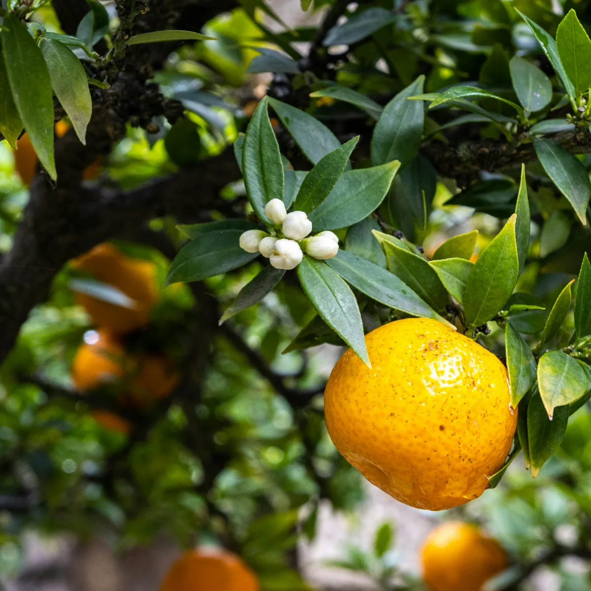 Citrus clementina