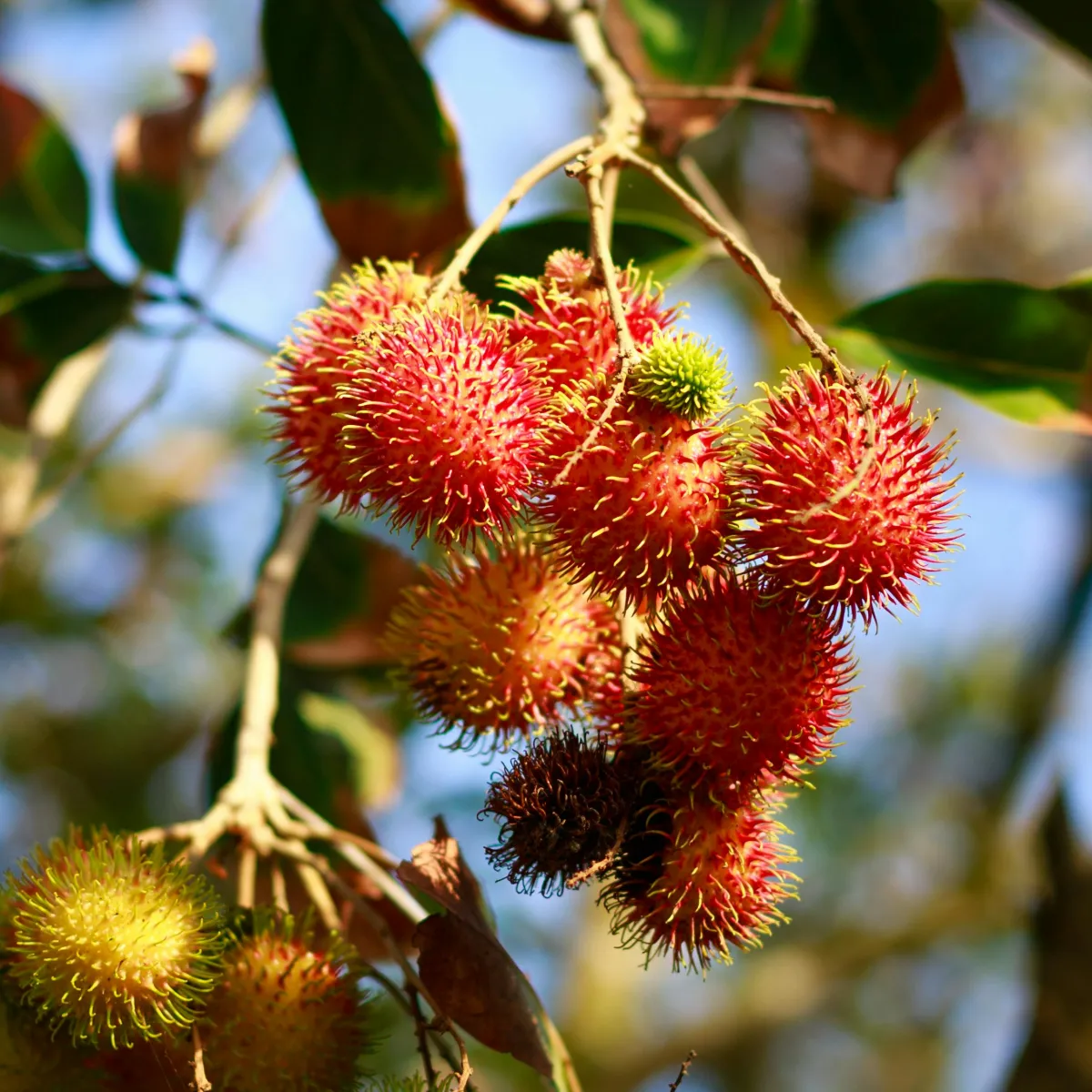 litchi malaisien