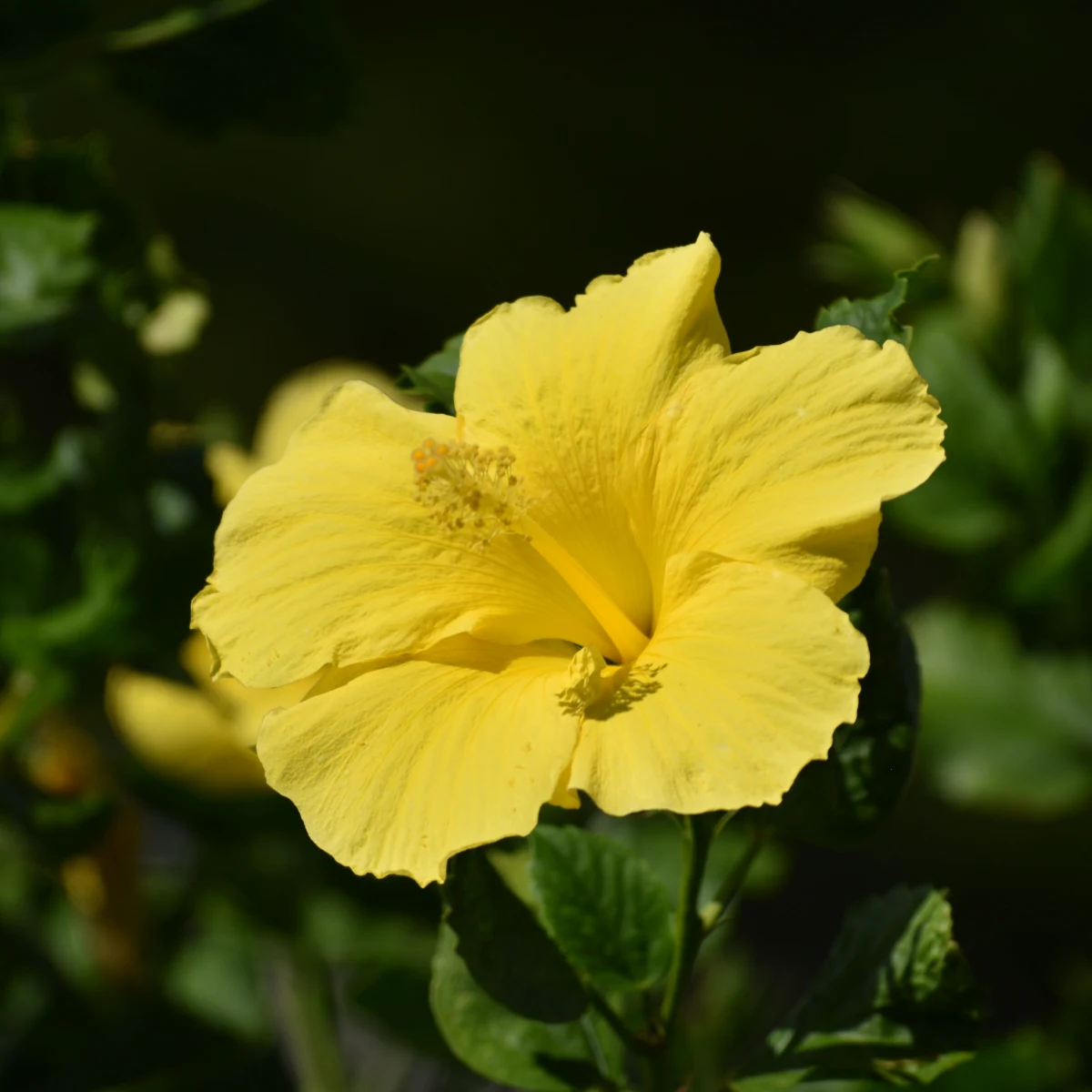 Hibiscus jaune
