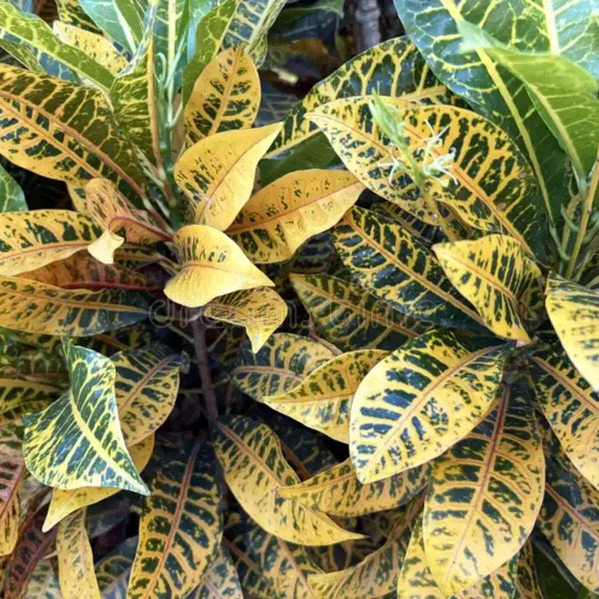 Croton Yellow Petra