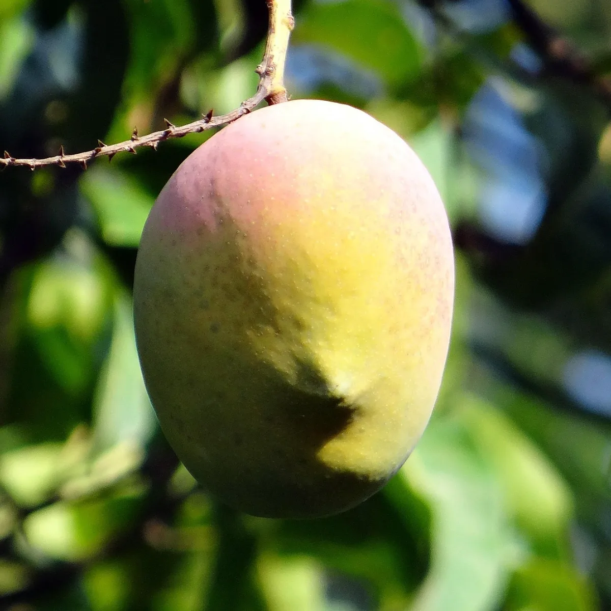 Mangue de Boko