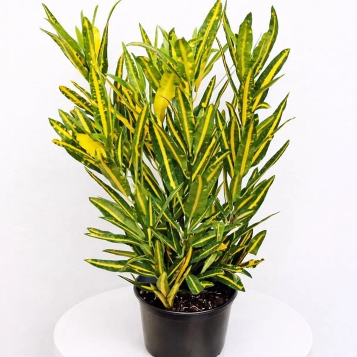 Croton Sunny Star