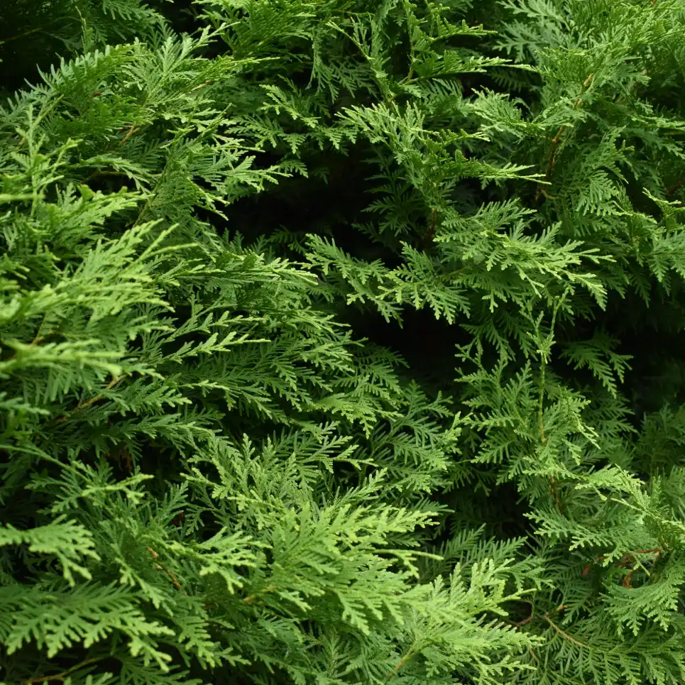 Thuya Pyramidalis
