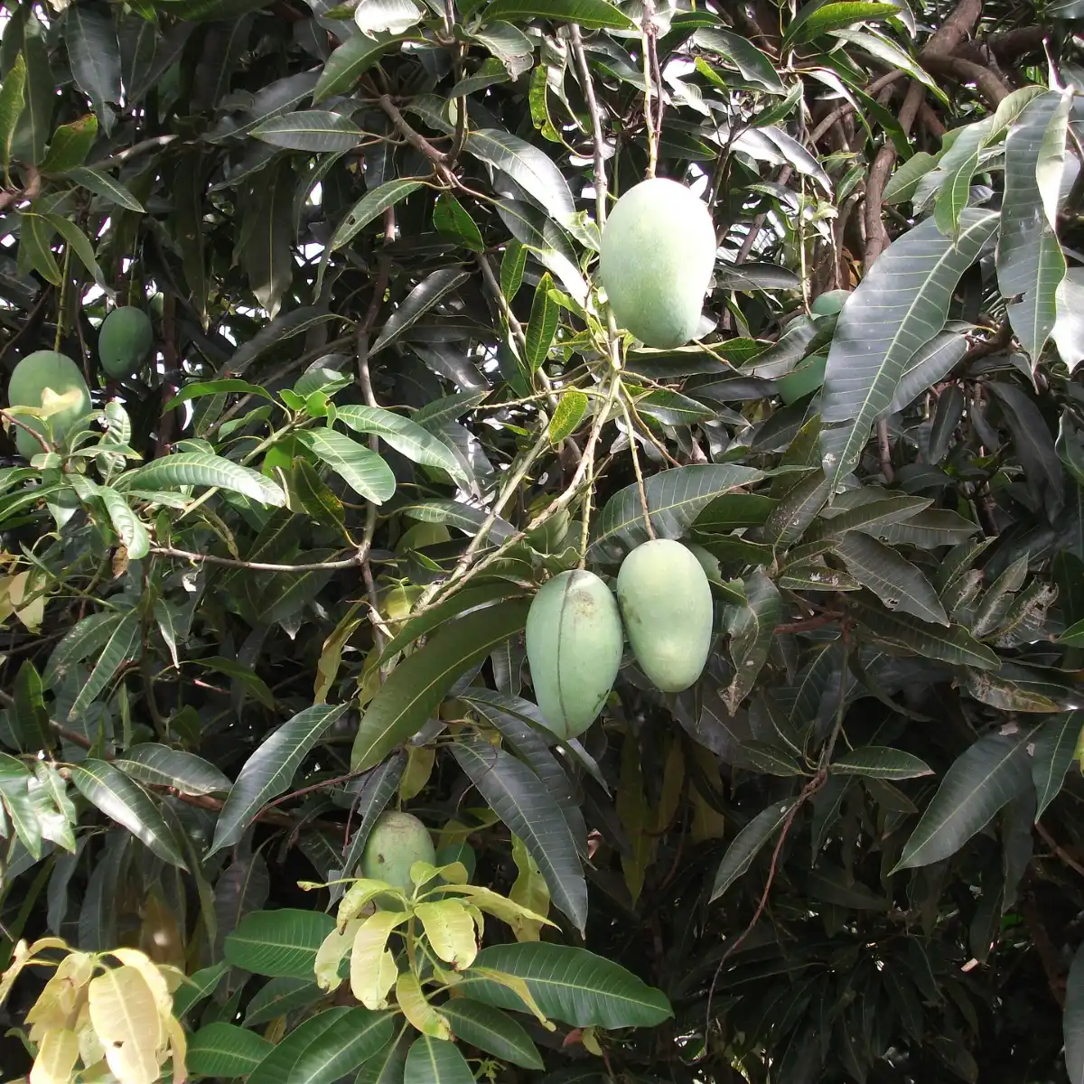 Mangue Alphonse