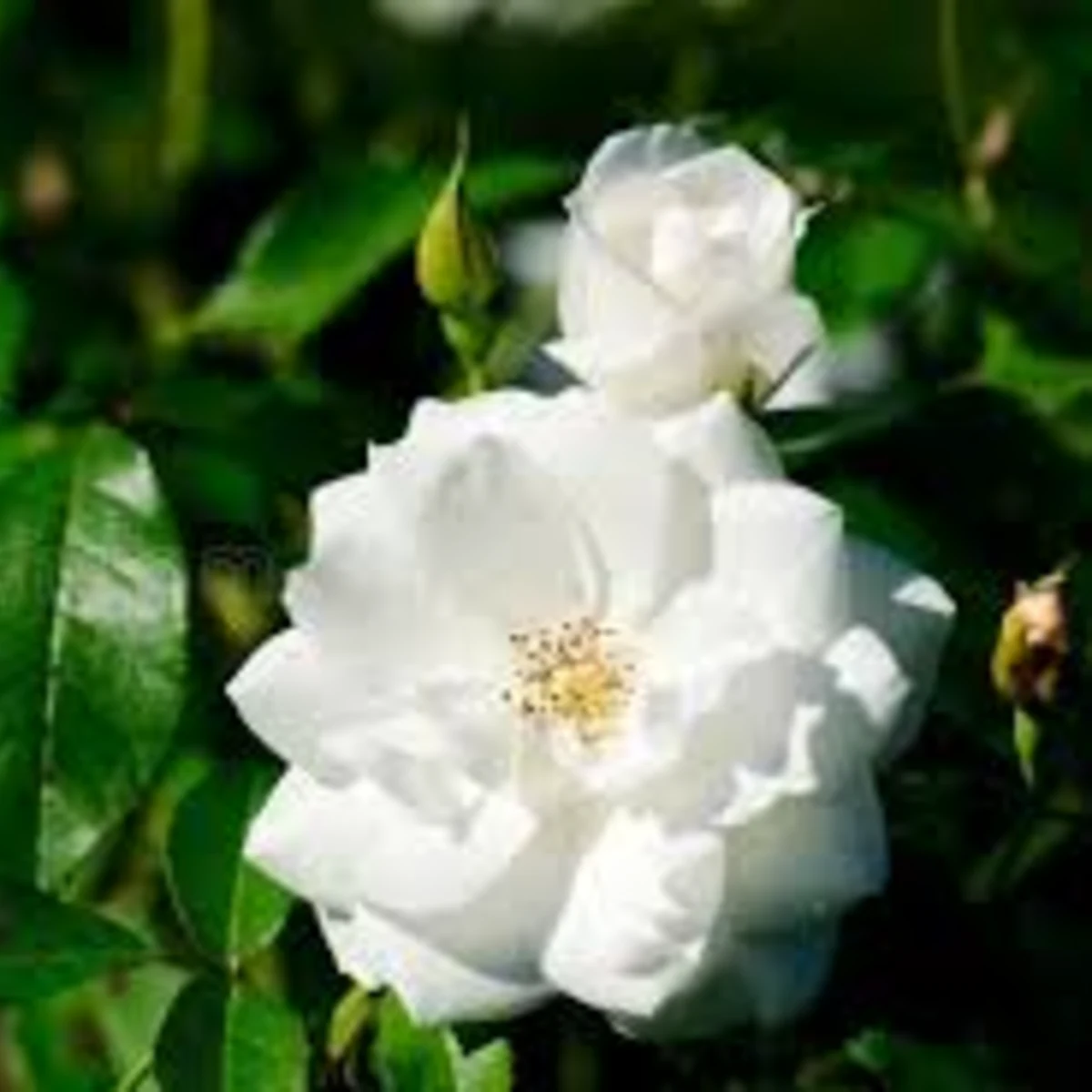 Rosier Iceberg