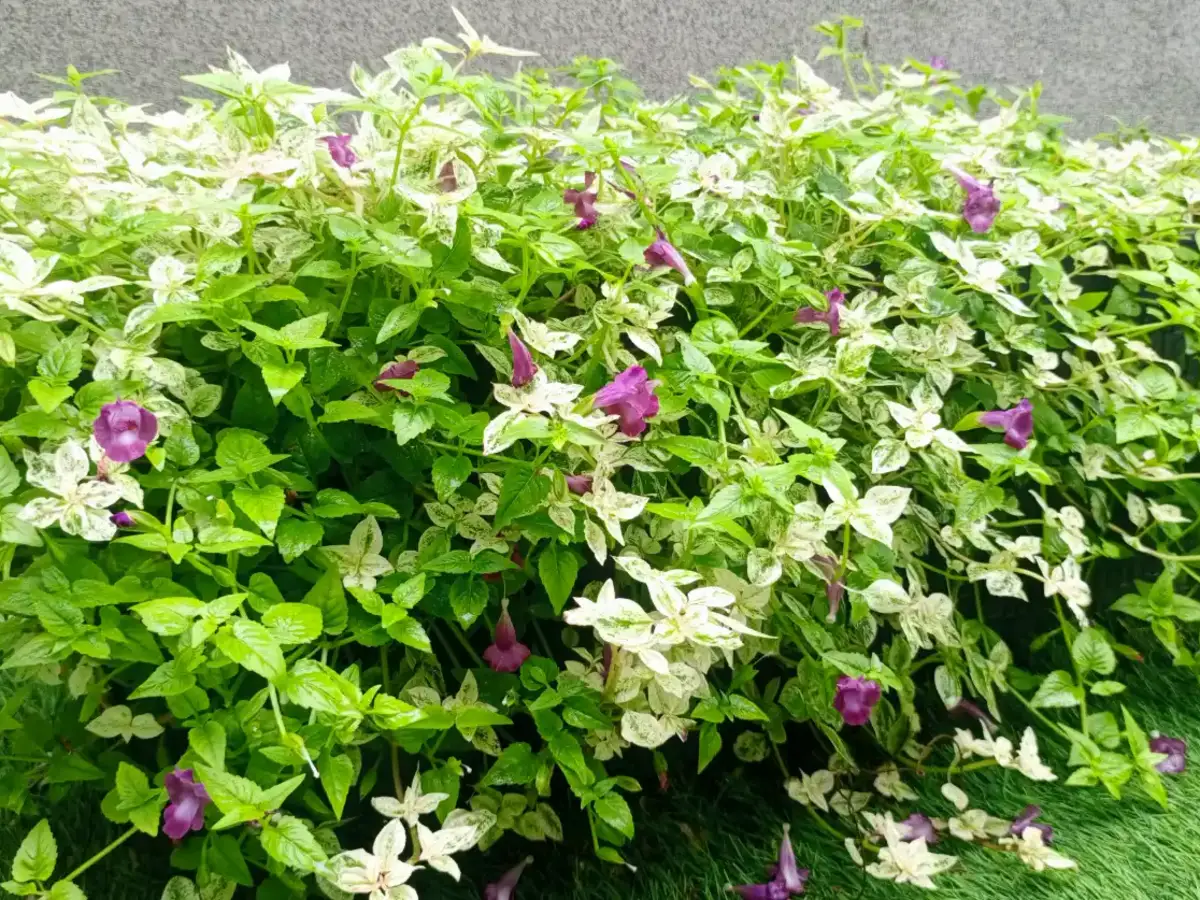 Vente de Plantes Ornementales